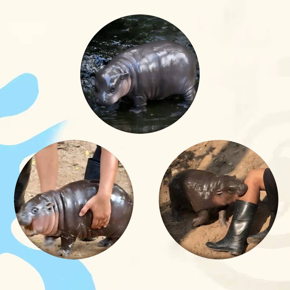 Baby Hippo Moo Deng Badge Tinp - огляд і ціна Baby Clothing Japan